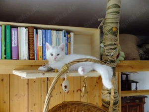 BKH Katerchen Merlin