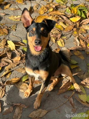 Pinscher Terrier Mix Miki sucht dringend ein kuschliges Zuhause!