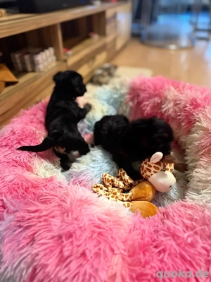 Yorkshire Terrier   Rüde & Hündin   geboren am 28.10.2025   allergiefreundlich & haart nicht