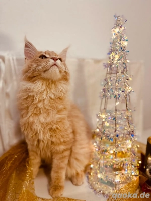 Reinrassige Fuchs Boy!