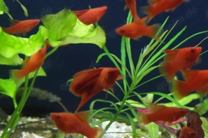 Schwertträger, intensiv rote Farbe. Ein Fisch für einen Profi eher