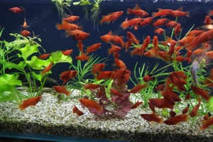 Schwertträger, intensiv rote Farbe. Ein Fisch für einen Profi eher. Bild 2