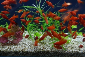Schwertträger, intensiv rote Farbe. Ein Fisch für einen Profi eher. Bild 3