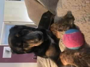 Oskar sucht ein zu Hause mit Kindern 