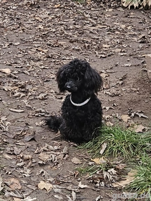 Teacup-Pudel 9 Mon. SEHR KLEIN Toypudel Welpe