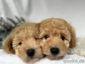 Zauberhafte Maltipoo Welpen