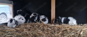 Cuy Rosetten Riesenmerschweinchen Männchen 