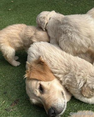 Reinrassige Golden-Retriever-Welpen