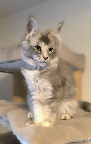 Maine Coon kitten mit Stammbaum