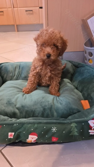 Pudel Rüden 3,5 Monate 