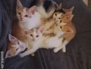 Katzenkitten Katze Katzen Baby