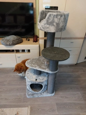 Neuer Kratzbaum zu verkaufen 