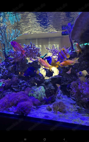 Verschiedene Korallen 