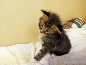Maine-Coon-Kitten
