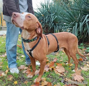 Rado ein vorbildlicher Rüde