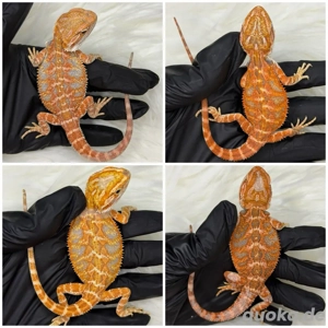 Farb-Bartagamen Weibchen 4 Monate alt