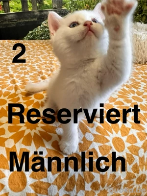 süße BKH-Kätzchen Bild 6