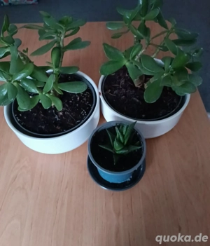 ich verkaufe ein paar Blumen 