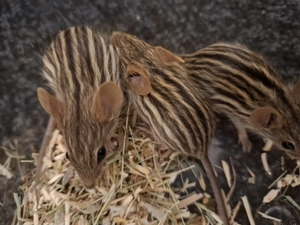 Streifengrasmaus Jungtiere 