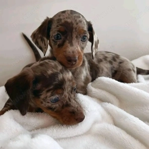 Dackelwelpen suchen ein liebevolles Zuhause!