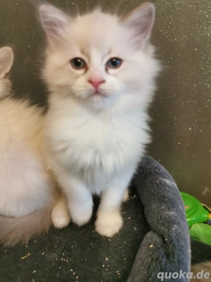 Ragdoll Kitten  1 Jungs noch frei 