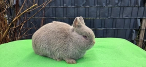 Mini Löffelohrzwerg Rammler abzugeben, kastriert und geimpft