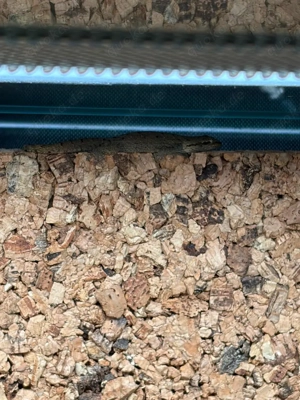 4x Jungferngeckos zu Verkaufen