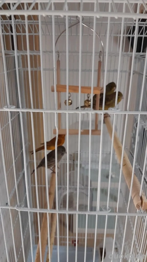 Kanarienvögel, weiblich und männlich abzugeben 