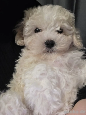 maltipoo  [malteser - pudeltoy]