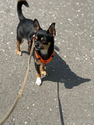 Chihuahua Rüde sucht Zuhause auf Lebzeit