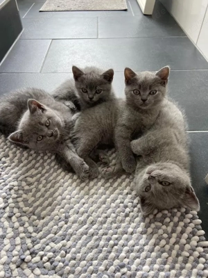 Britisch-Kurzhaar-Kitten, Farbe LILAC