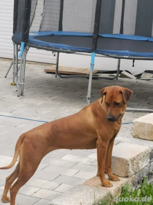 Rhodesian Ridgeback Hündin