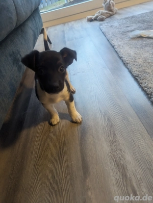 Welpe zuverkaufen