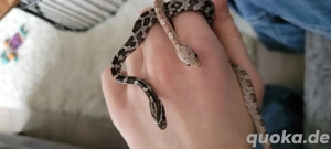 2 Kornnatter plus Terrarium 