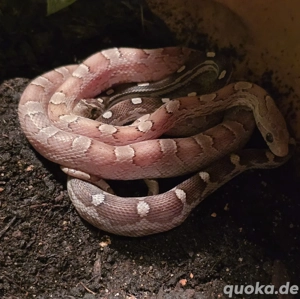 2 Kornnatter plus Terrarium  Bild 3