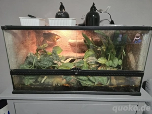 2 Kornnatter plus Terrarium  Bild 2