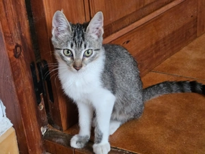 Dario, Dandy und Dino suchen ihr Zuhause