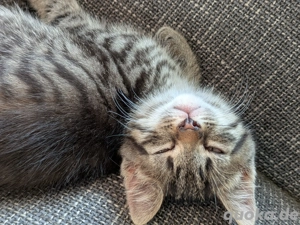 ich verkaufe mein Kater sam er ist Jung 