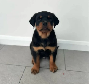 Registered German Rottweiler Puppies for adoption 