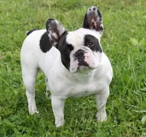 Suche eine   Französische Bulldogge Welpen
