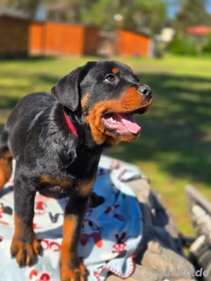 Registrierte deutsche Rottweilerwelpen verfügbar