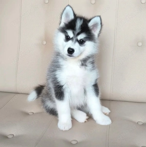 Pom Liebenswerte Pomsky-Welpen stehen zum Verkauf bereit.
