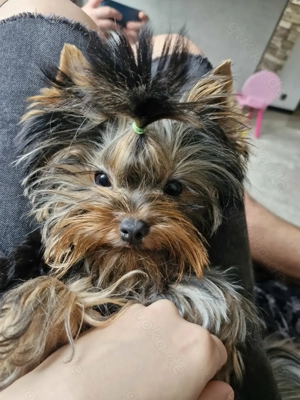 Yorkshire terrier mini