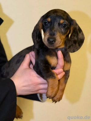 Zwergdackelkinder abzugeben 