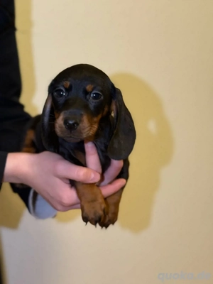Zwergdackelkinder abzugeben 