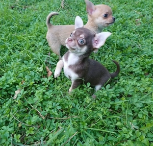 Chi Liebenswerte Mini-Chihuahua-Welpen stehen zum Verkauf bereit.!!