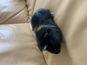 Vier Meerschweinchen suchen neues zu Hause 