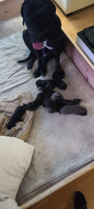 Cane Corso Welpen