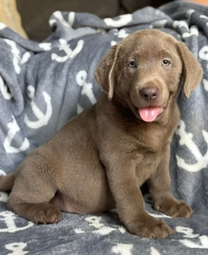 Gut erzogene Labrador-Welpen mit Stammbaum!