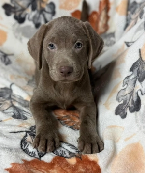 Nice Wunderschöne Labradorwelpen stehen zum Verkauf bereit.!!